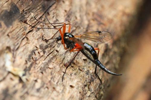 Tanyptera atrata